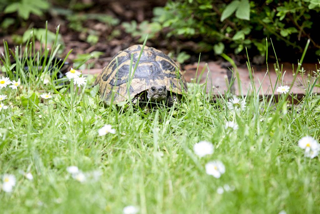 Schildkröte im Hotel Garten